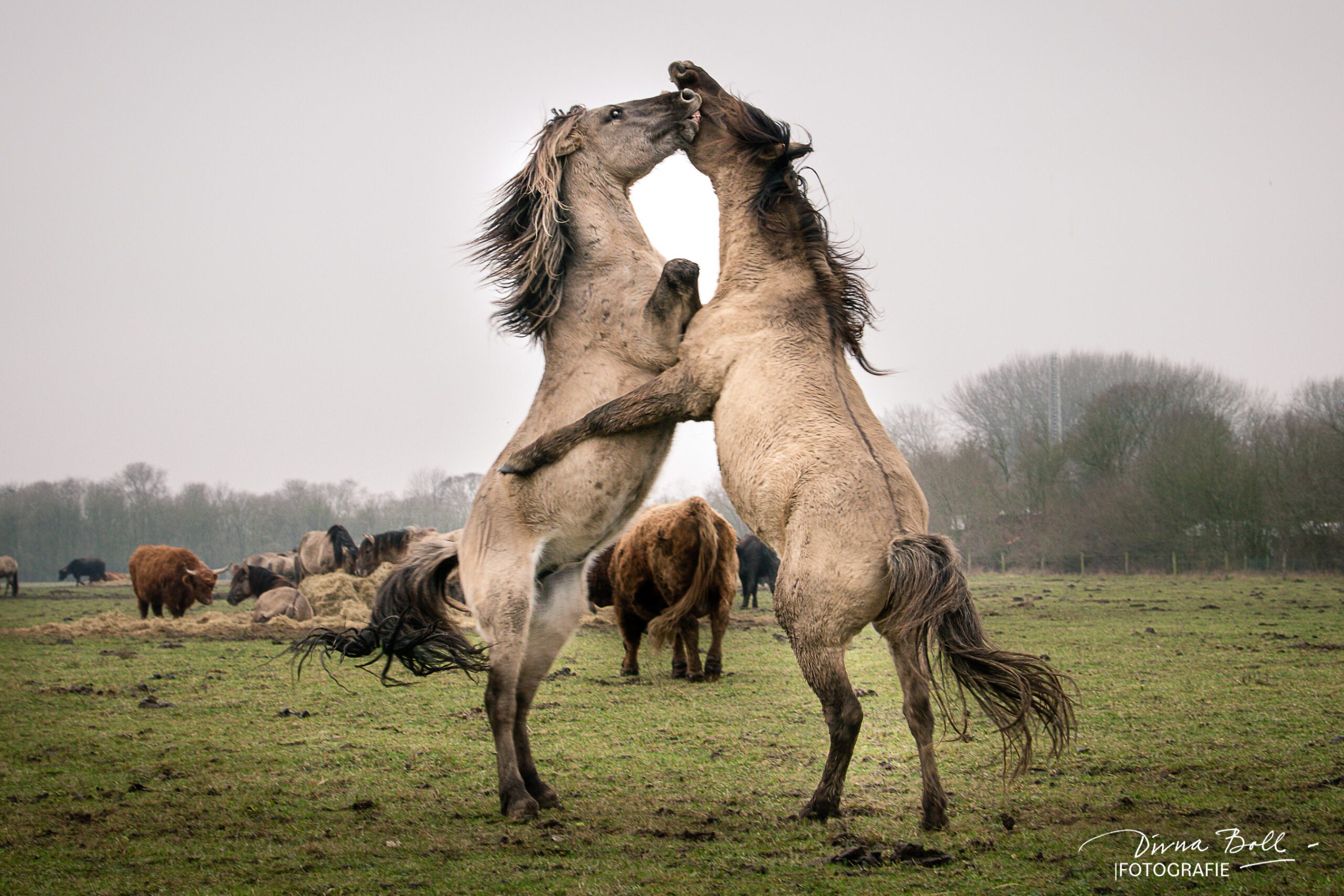 Ijslandse-paarden-Groesplaat